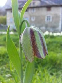 fritillaria hermonis ssp amana