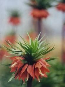 liliaceae 
     fritillaria 
     imperialis 
     Aurora 
     fritillaire, couronne impériale