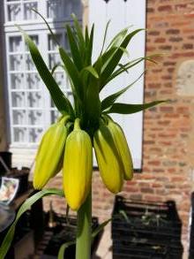 fritillaria imperialis lutea