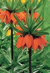 fritillaria imperialis rubra maxima