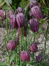 fritillaria meleagris