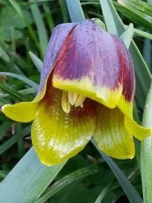 fritillaria michailowskyi