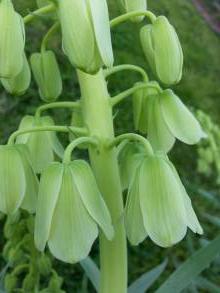 liliaceae 
     fritillaria 
     persica 
     Alba 
     fritillaire de Perse
