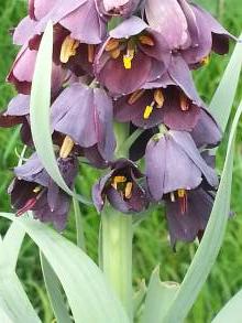 fritillaria persica