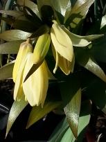 fritillaria raddeana