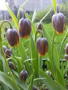 fritillaria uva vulpis