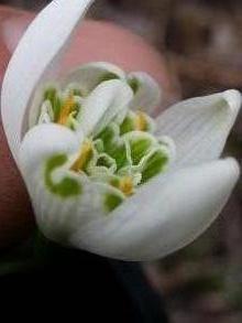 galanthus nivalis flore pleno