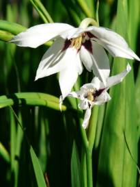 gladiolus callianthus murielae