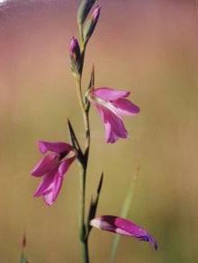 iridaceae 
     gladiolus 
     communis 
     ssp. byzantinus 
     Glaïeul de Byzance