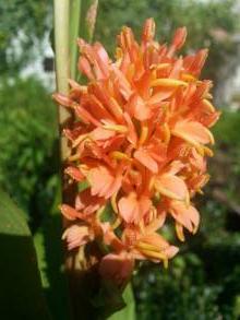 hedychium densiflorum