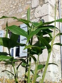 hedychium flavescens