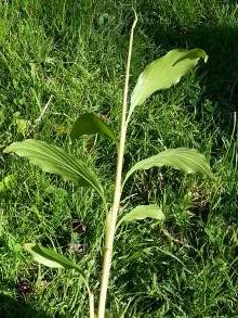 hedychium thyrsiforme