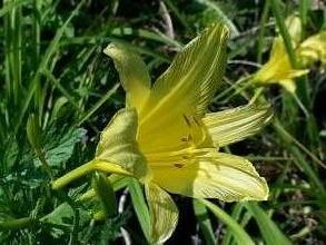 hemerocallis altissima