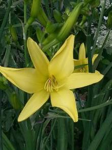 xanthorroeaceae 
     hemerocallis 
     citrina 
      
     hémérocalle