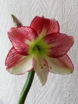 amaryllidaceae 
     hippeastrum 
      
     Apple Blossom 
     Amaryllis