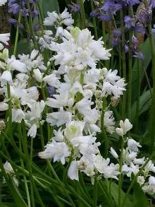 hyacinthaceae 
     hyacinthoides 
     hispanica 
     Alba 
     Jacinthe d'Espagne