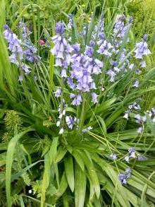 hyacinthaceae 
     hyacinthoides 
     hispanica 
     Excelsior 
     Jacinthe d'Espagne