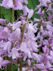 hyacinthaceae 
     hyacinthoides 
     hispanica 
     Miss World 
     Jacinthe d'Espagne