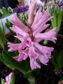 hyacinthaceae 
     hyacinthus 
      
     Ann Mary 
     jacinthe