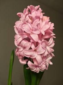 hyacinthus ann mary jacinthe preparee