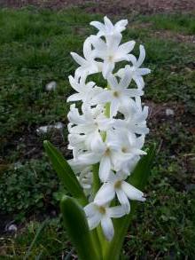 hyacinthaceae 
     hyacinthus 
      
     Carnegie 
     jacinthe