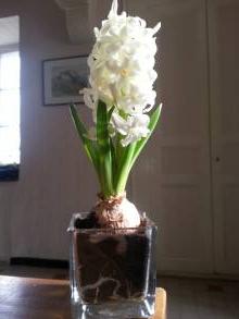 hyacinthus carnegie jacinthe preparee