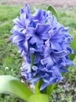 hyacinthaceae 
     hyacinthus 
      
     Delft Blue 
     jacinthe