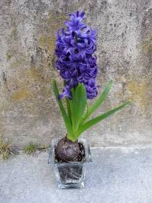 hyacinthaceae 
     hyacinthus 
      
     Delft Blue 
     jacinthe préparée
