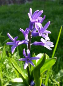 hyacinthus orientalis