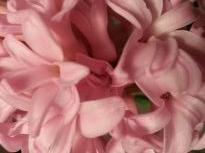 Hyacinthus Pink Pearl