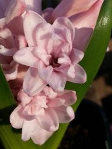 hyacinthaceae 
     hyacinthus 
      
     Prince of Love 
     jacinthe à fleurs doubles