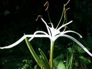 hymenocallis harrisiana