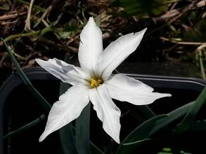 ipheion alberto castillo