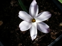 ipheion charlotte bishop