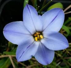 ipheion rolf fielder