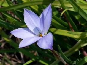 ipheion uniflorum