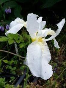 iridaceae 
     iris 
     albicans 
      
     iris