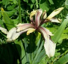 iridaceae 
     iris 
     foetidissima 
     citrina 
     Iris fétide, iris gigot