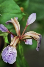 iris foetidissima1