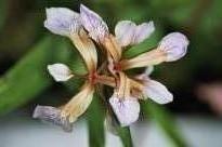 iris foetidissima2 jpg