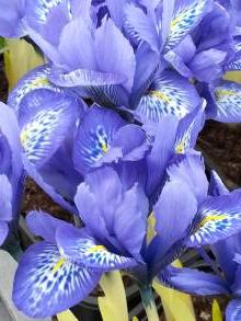 iris histrioides lady beatrix stanley