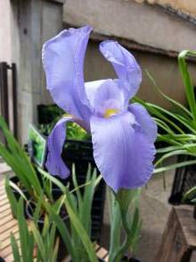 iris hoogiana