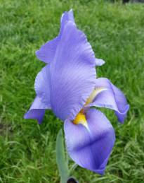 iridaceae 
     iris 
     hoogiana 
      
     iris