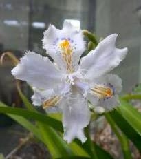 iris japonica