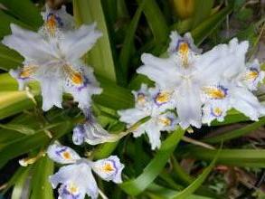 iris japonica