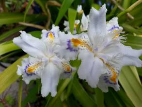 iris japonica