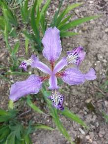 iridaceae 
     iris 
     milesii 
      
     iris