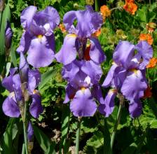 iris pallida