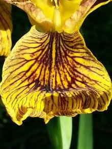 iris pseudacorus berlin tiger