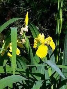 iridaceae 
     iris 
     pseudacorus 
      
     iris des marais